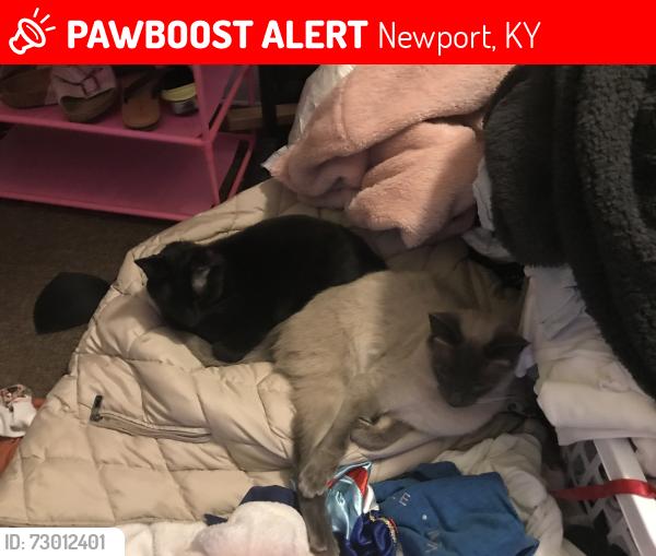 Lost Female Cat last seen 10th and York st, Newport, KY 41071