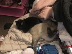 Lost Female Cat last seen 10th and York st, Newport, KY 41071
