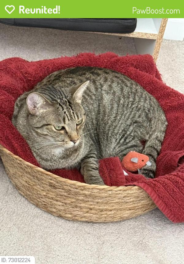 Reunited Male Cat last seen Near Se 228th St nearby, Kent, WA 98031