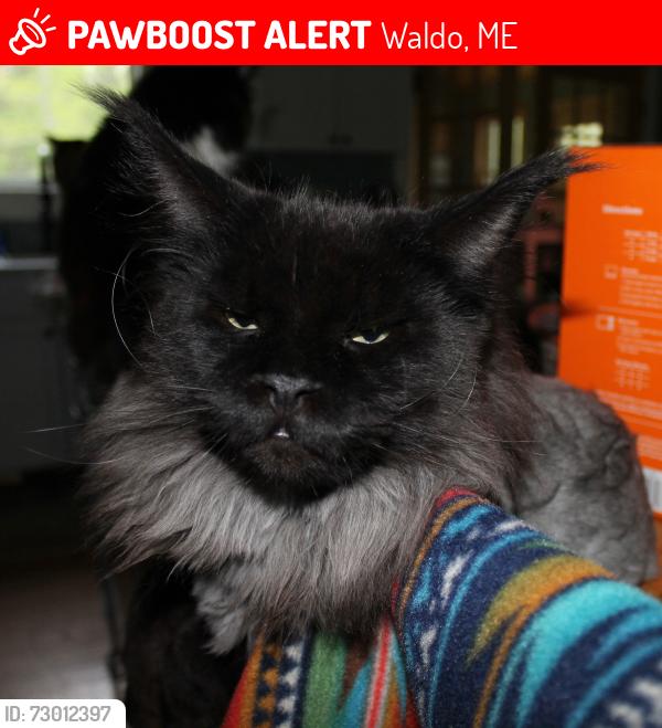 Lost Male Cat last seen S Brooks Rd, Waldo, ME 04915