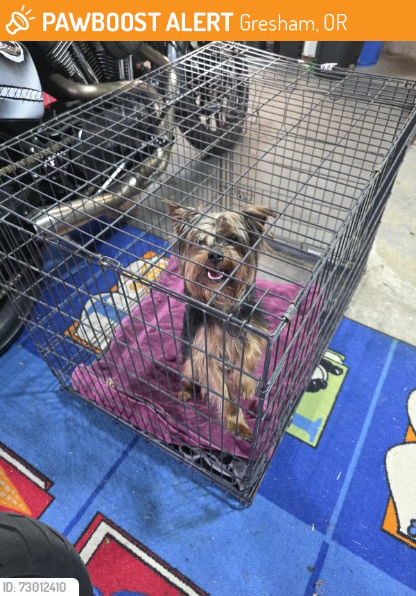 Found/Stray Male Dog last seen Sw duniway and 5th, Gresham, OR 97030