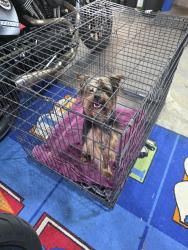 Found/Stray Male Dog last seen Sw duniway and 5th, Gresham, OR 97030