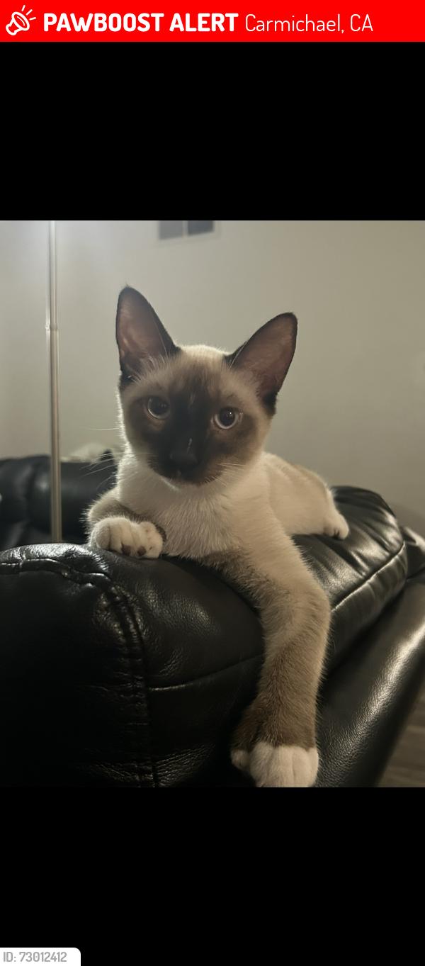Lost Male Cat last seen Fair oaks and hollister , Carmichael, CA 95608