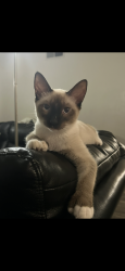 Lost Male Cat last seen Fair oaks and hollister , Carmichael, CA 95608