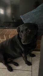 Lost Female Dog last seen 5065watergate Dr Myrtle Beach SC, Myrtle Beach, SC 29588