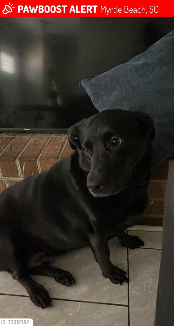 Lost Female Dog last seen 5065watergate Dr Myrtle Beach SC, Myrtle Beach, SC 29588