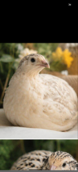 Lost Male Bird last seen Center street, Castro Valley, CA 94546