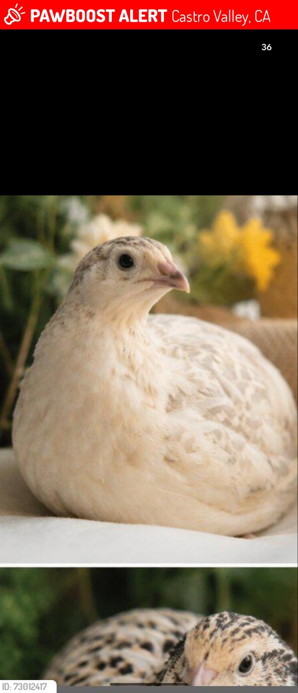 Lost Male Bird last seen Center street, Castro Valley, CA 94546