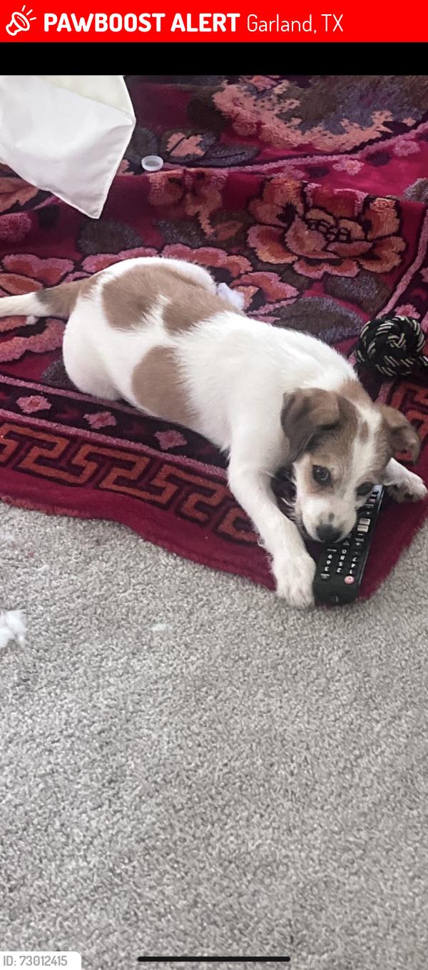 Lost Male Dog last seen Near W Buckingham Rd Garland, TX  75040 United States, Garland, TX 75040
