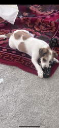Lost Male Dog last seen Near W Buckingham Rd Garland, TX  75040 United States, Garland, TX 75040