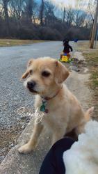 Reunited Male Dog last seen Keebler , Collinsville, IL 62234