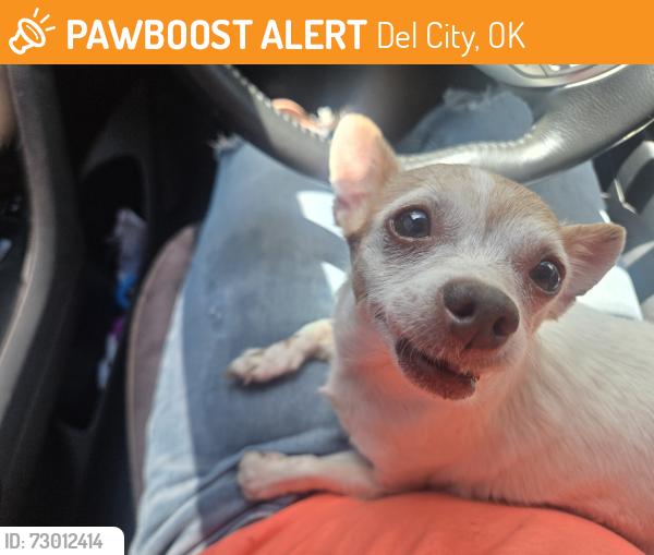 Found/Stray Female Dog last seen Del view and woodview dr 29th and sooner, Del City, OK 73115