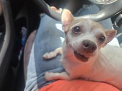 Found/Stray Female Dog last seen Del view and woodview dr 29th and sooner, Del City, OK 73115