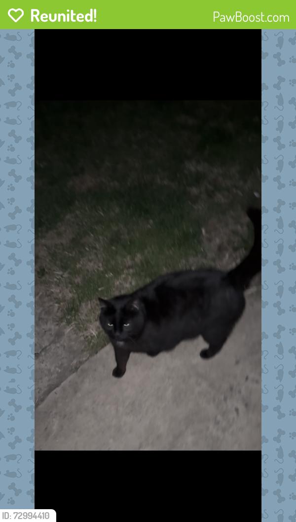 Reunited Male Cat last seen Near Hampton Ave, Hellertown, PA 18055, USA, Hellertown, PA 18055
