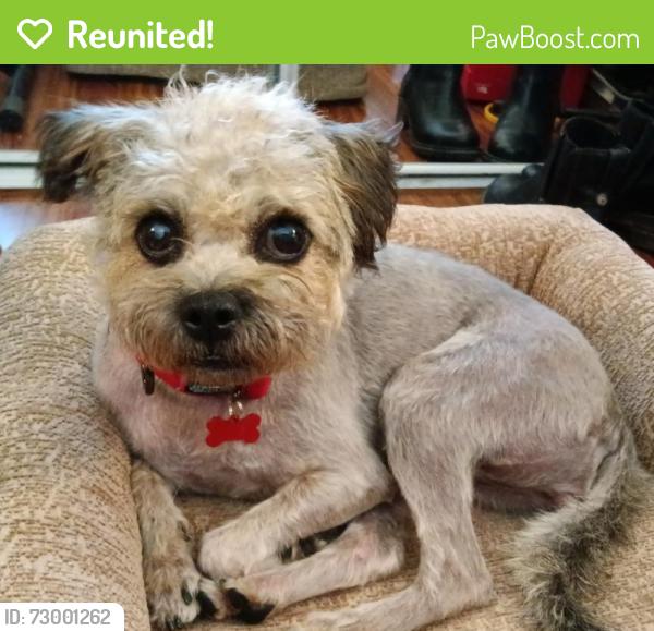 Reunited Female Dog last seen Temple Ave/Avenida Ranchers, Los Felis, San Raphael, Diamond Bar, CA 91765