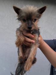 Reunited Male Dog last seen 32nd St, Sacramento, CA, USA, Sacramento, CA 95820