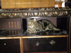 Lost Male Cat last seen Water wold, Federal Heights, CO 80260