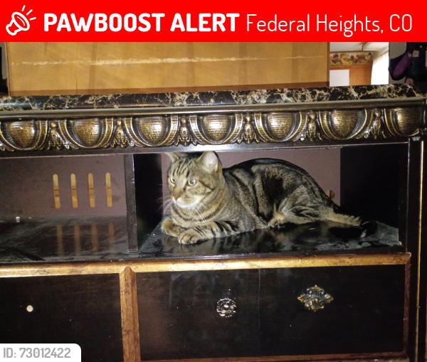 Lost Male Cat last seen Water wold, Federal Heights, CO 80260