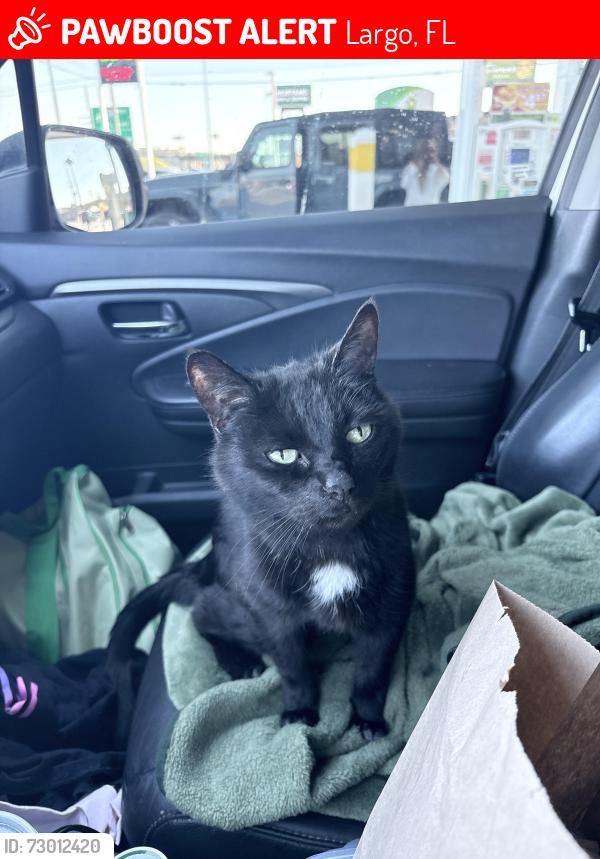 Lost Female Cat last seen Belcher and 142nd , Largo, FL 33771