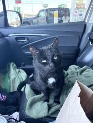 Lost Female Cat last seen Belcher and 142nd , Largo, FL 33771