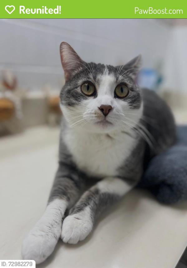 Reunited Male Cat last seen Deer Park Way and Boulder Dr, Wichita Falls, TX 76306