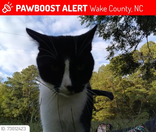 Lost Male Cat last seen Humie olive, Wake County, NC 27502