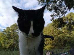 Lost Male Cat last seen Humie olive, Wake County, NC 27502