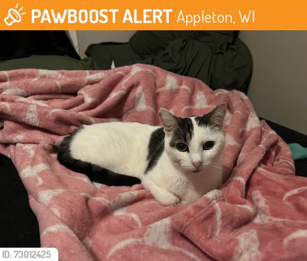 Found/Stray Female Cat last seen Jacob’s meat market , Appleton, WI 54911