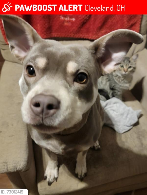 Lost Female Dog last seen Broadview rd/cook ave, Cleveland, OH 44109