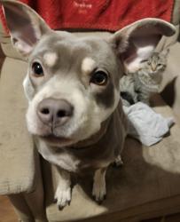 Lost Female Dog last seen Broadview rd/cook ave, Cleveland, OH 44109