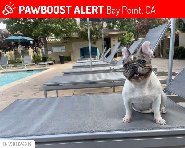 Lost Female Dog last seen marina ave, Bay Point, CA 94565
