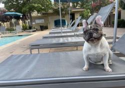 Lost Female Dog last seen marina ave, Bay Point, CA 94565