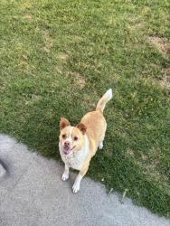 Lost Male Dog last seen Carson high , Carson, CA 90745