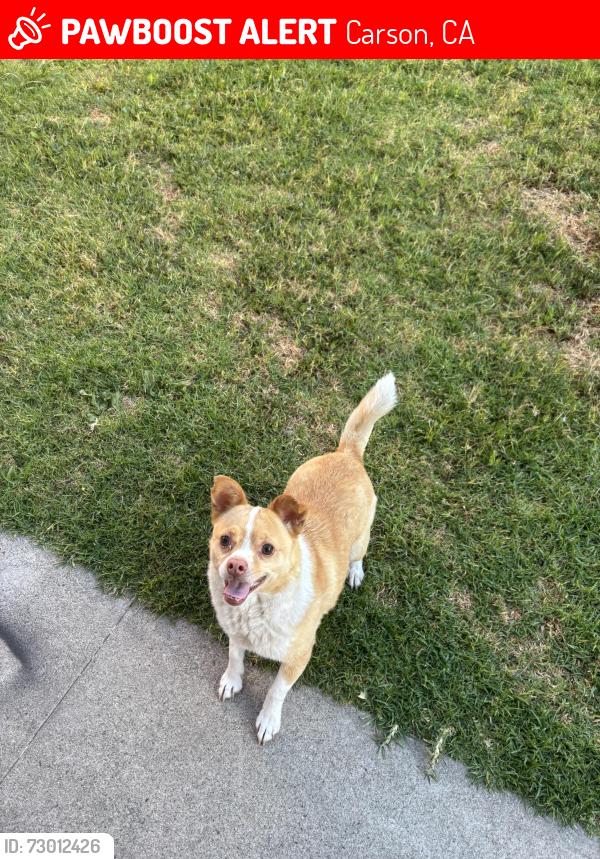 Lost Male Dog last seen Carson high , Carson, CA 90745