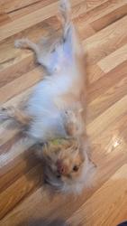 Reunited Male Dog last seen obrien circle vallejo CA, Vallejo, CA 94589