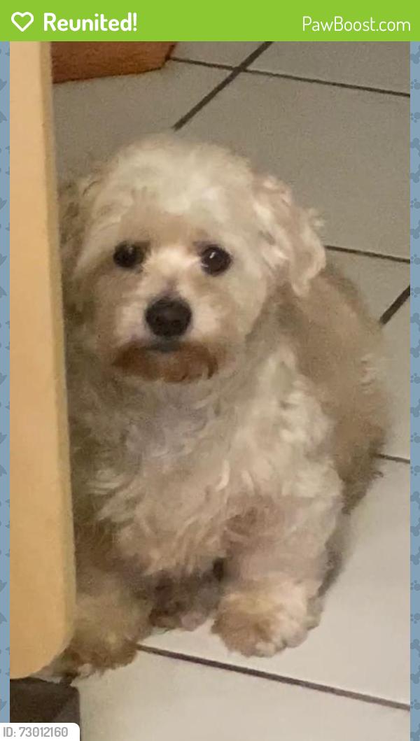 Reunited Male Dog last seen Santa Fe Ave And Willow St, Long Beach, CA 90810