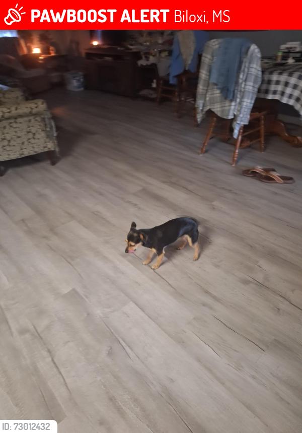 Lost Female Dog last seen Near rivers rd and 605, Biloxi, MS 39532