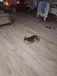 Lost Female Dog last seen Near rivers rd and 605, Biloxi, MS 39532