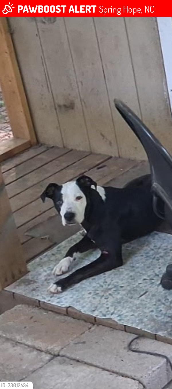 Lost Female Dog last seen FOY MART, Spring Hope, NC 27882