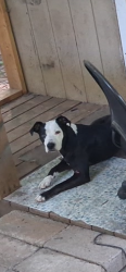 Lost Female Dog last seen FOY MART, Spring Hope, NC 27882