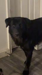 Reunited Female Dog last seen Popular grove, Salt Lake City, UT 84104