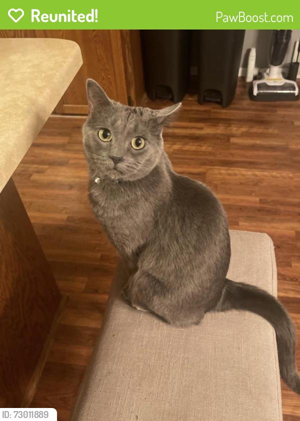 Reunited Female Cat last seen Crossroads dr de pere , Hobart, WI 54115