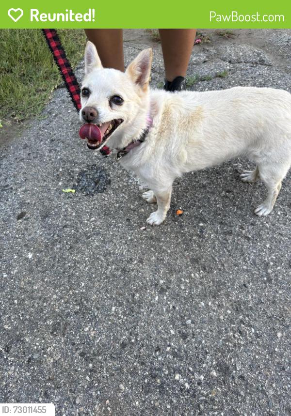 Reunited Male Dog last seen Larkin Dr., Covina, CA 91723