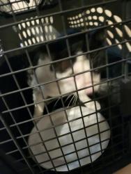 Shelter Stray Female Cat last seen Near BLOCK HAZEL ST, 4710 TX-151, San Antonio, TX 78227, USA