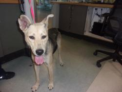 Shelter Stray Female Dog last seen , 14409 Vanowen St, Van Nuys, CA 91405, USA