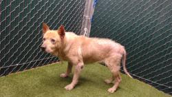 Shelter Stray Male Dog last seen , 11258 Garfield Ave, Downey, CA 90242, USA