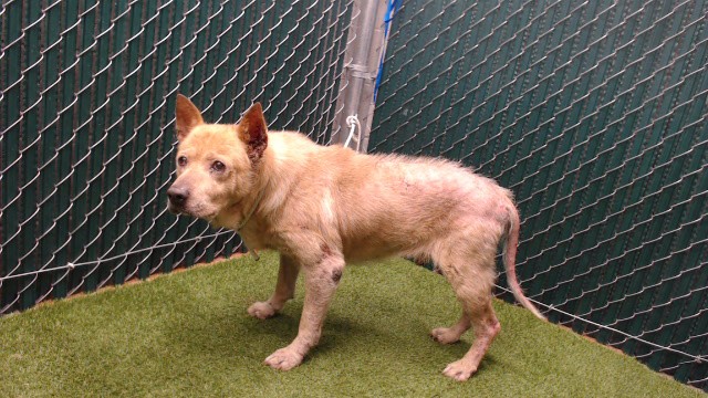 Shelter Stray Male Dog last seen , 11258 Garfield Ave, Downey, CA 90242, USA
