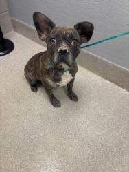 Shelter Stray Female Dog last seen Near BLOCK GALISTEO CT, NORTH LAS VEGAS NV 89032, 655 N Mojave Rd, Las Vegas, NV 89101, USA