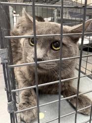 Shelter Stray Male Cat last seen Near BLOCK KAREN AVE, LAS VEGAS NV 89169, 655 N Mojave Rd, Las Vegas, NV 89101, USA