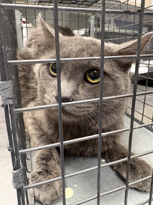 Shelter Stray Male Cat last seen Near BLOCK KAREN AVE, LAS VEGAS NV 89169, 655 N Mojave Rd, Las Vegas, NV 89101, USA